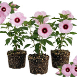 3 Pink Hibiscus Bushes Live Plants, Tropical Flowering Shrub, 4-6 Inch Tall