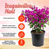 2 Dark Purple Bougainvillea Plants Live, Home Garden Plant, 4-6 Inch Tall