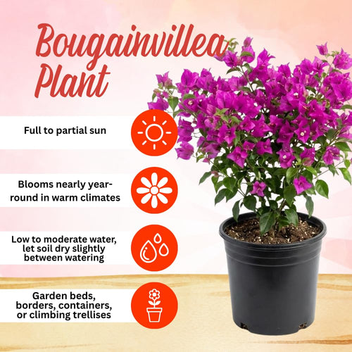 2 Dark Purple Bougainvillea Plants Live, Home Garden Plant, 4-6 Inch Tall