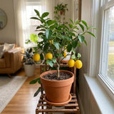 Grafted Meyer Lemon Tree, Meyer Lemon Fruit Plant, 2 Ft Tall, 1 Gallon Pot