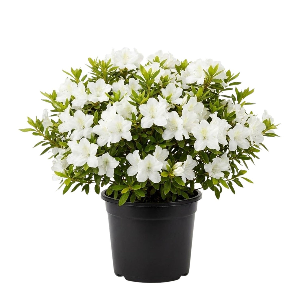 White Azalea Flower Plant, 5-10 Inches Height
