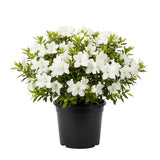 White Azalea Flower Plant, 5-10 Inches Height