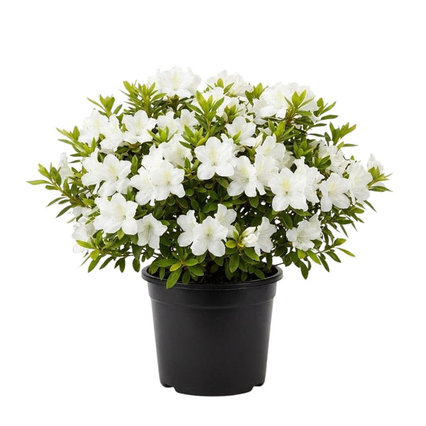 White Azalea Flower Plant, 5-10 Inches Height
