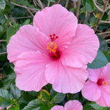 4 Light Pink Hibiscus Live Plants, Hibiscus Flower, Patio Container Plant, 4-8 Inch Tall