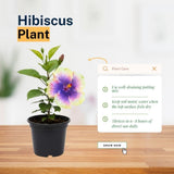 Purple Yellow Hibiscus Plant 5-7" Tall