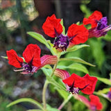 2 Red Purple Cuphea Plant 5-7 Inch Tall