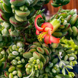 Cotyledon Pendens Succulent Plant Live, Cliff Cotyledon Plant, 2 Inch Pot