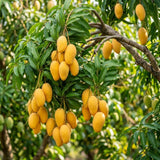 Mango Live Plant, Garden Fruit Tree, 6-10 Inch Tall, 4 Inch Pot
