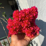 2 Double Red Bougainvillea Plants Live, Indoor Outdoor Plant, 5-7 Inch Tall