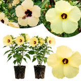 2 Hardy Light Yellow Hibiscus Plant Live, Tropical Flower Shrub, 4-6" Tall