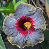 Yellow Hibiscus Live Plant, Patio Container Plant