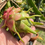 3 Baby Dragon Fruit Plants Live, Sweet Dragon Fruit Plant, 3-7 Inch Tall