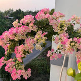 White Pink Bougainvillea Live Plant, Vine Plant, 6-8 Inch Tall, 4 Inch Pot