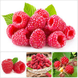 3 Thornless Red Raspberry Live Plants, Berry Bush Plant, 3-5 Inch Tall