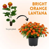 Set 2 Bright Orange Lantana Live Plant 4-6 Inches Tall