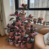 Pink Philodendron Live Plant 4-6 Inches, Easy Care Indoor Houseplant for Home and Office, Tropical Foliage Philodendron