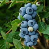 2 Legacy Blueberry Plant Live, Blueberry Bushes Plant, 4-7 Inch Tall