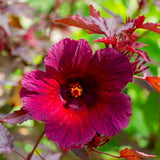 2 Cranberry Hibiscus Plants Live, Home Garden Plant, 4-6 Inch Tall
