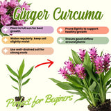 2 Pink Red Ginger Live Plants, Ornamental Flowering Ginger Plant for Indoor Outdoor, Colorful Blooming Gingers 4-6 Inches