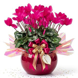 Pink Cyclamen Plant Live, Indoor Outdoor Flower, 4 Inch Pot
