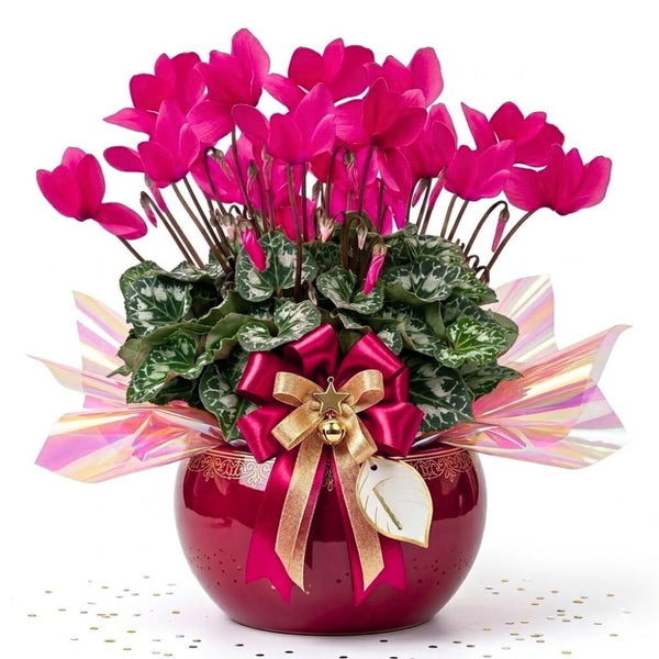 Pink Cyclamen Plant Live, Indoor Outdoor Flower, 4 Inch Pot