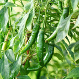 Green Serrano Pepper Live Plant, Chili Plant, 4-7 Inch Tall, 4 Inch Pot