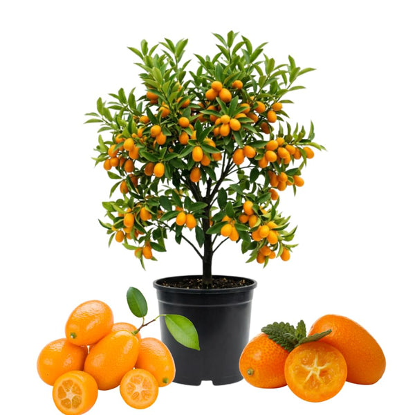 Meiwa Kumquat Tree Live, Ready to Grow, 1-2 Ft Tall, 1 Gallon Pot