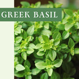 3 Greek Basil Plants Live, Basil Herb Plant Live, 4-7 Inch Tall