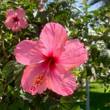 Pack 2 Bright Pink Hibiscus Plant Live 5-7 Inch Tall