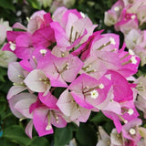 2 White Pink Bougainvillea Plants Live, Rooted Vine Starter, 4-7 Inch Tall