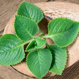2 Green Cuban Oregano Herb Live Plants, 4 Inch Tall