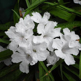 6 White Mexican Petunia Live Plants, Hardy Perennial Flowers, 4-6 Inch Tall