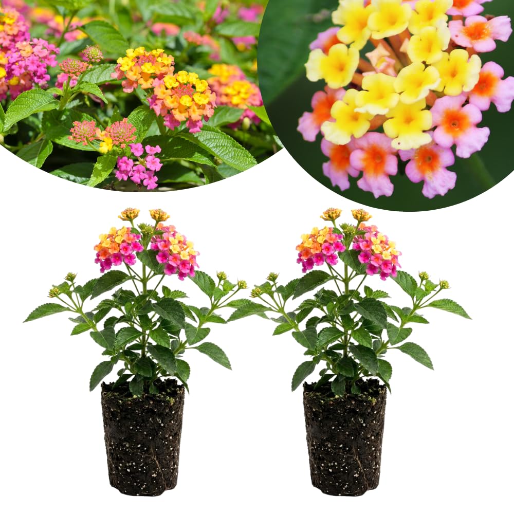 2 Pink Lantana Plants Live, Hardy Flowering Perennial, 4-6" Tall
