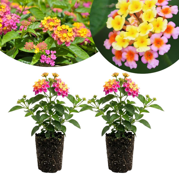 2 Pink Lantana Plants Live, Hardy Flowering Perennial, 4-6" Tall