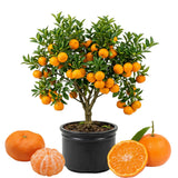 Orange Mandarin Live Plant, Home Garden Plant, 1 Gallon Pot