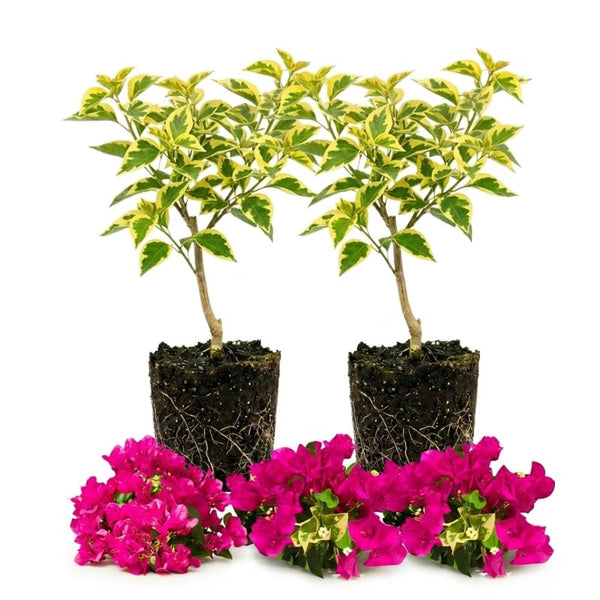 2 Variegated Bougainvillea Live Plants, Flowering Vine, 4-7 Inch Tall