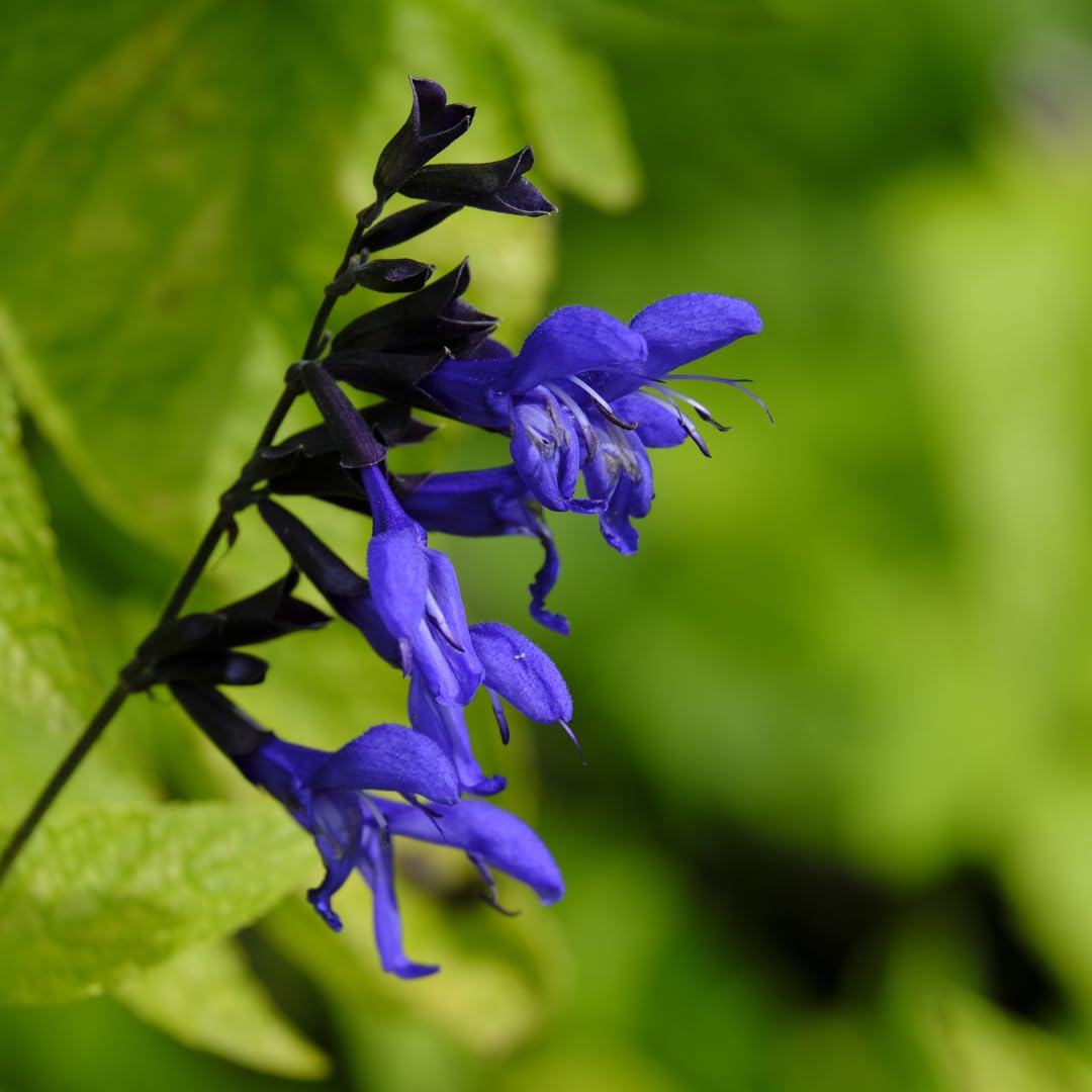 4 Dark Blue Sage Plants Live, Well-Rooted Starter Plant, 4-6 Inch Tall