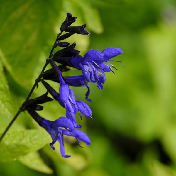 4 Dark Blue Sage Plants Live, Well-Rooted Starter Plant, 4-6 Inch Tall