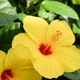 4 Yellow Hibiscus Live Plants, Hibiscus Flower, Patio Container Plant, 4-8 Inch Tall