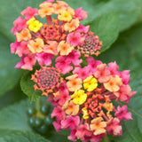 2 Pink Lantana Plants Live, Hardy Flowering Perennial, 4-6" Tall