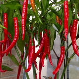 Red Pepper Plants Live, Live Seedling, 4-7 Inch Tall, 4 Inch Pot
