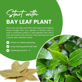 Bay Leaf Plant Live, Culinary Herb, Bay Leaf Live Plant, 5-7 Inch Tall