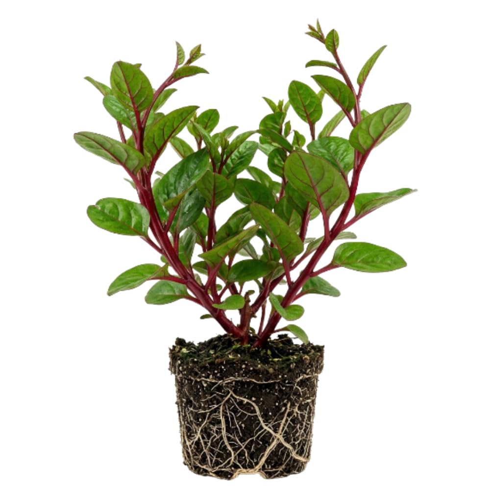 Red Spinach Plant Live, Live Starter Plant, 4-6 Inch Tall