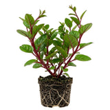 Red Spinach Plant Live, Live Starter Plant, 4-6 Inch Tall