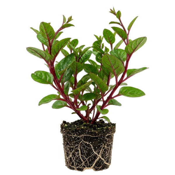 Red Spinach Plant Live, Live Starter Plant, 4-6 Inch Tall