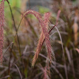2 Red Live Fountain Grass Plants, Ready to Grow Plant, 4-6 Inch Tall