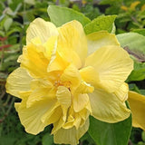 4 Double Yellow Hibiscus Live Plants, Hibiscus Flower, Patio Container Plant, 4-8 Inch Tall