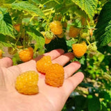3 Golden Yellow Live Raspberry Plants, 3-5 Inch Tall