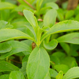 4 Stevia Live Plants, Stevia Plant, Outdoor Garden Plant, 4-6 Inch Tall