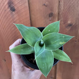 Attenuata Agave Live Plant, Pointed Leaf Succulent, 4-6 Inch Tall